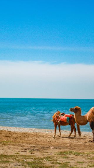 Qinghai Lake Chartered tour (Departing from Xining)