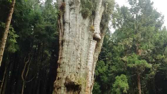 Pakej Pelancongan Sehari di Chiayi Alishan Laluan A - Taman Rekreasi Hutan Alishan dan Jejak Tefuye