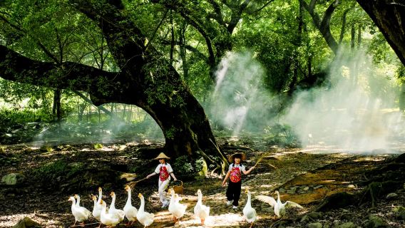 霞浦楊家溪楓榕公園・赤溪村・花竹村・小皓灘塗・東壁日落一日遊