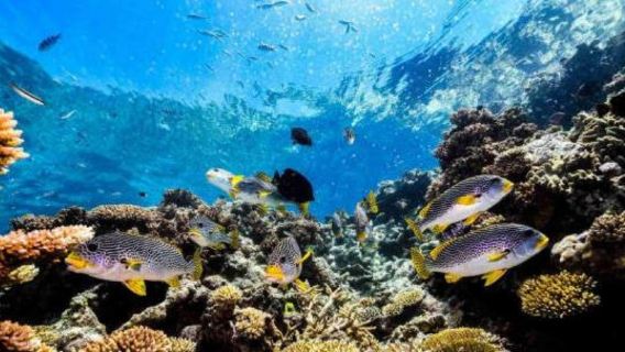 Australia: Cairns Hotspot! Pengalaman Snorkel di Great Barrier Reef yang Tidak Boleh Dilepaskan (Termasuk bufet tengah hari)