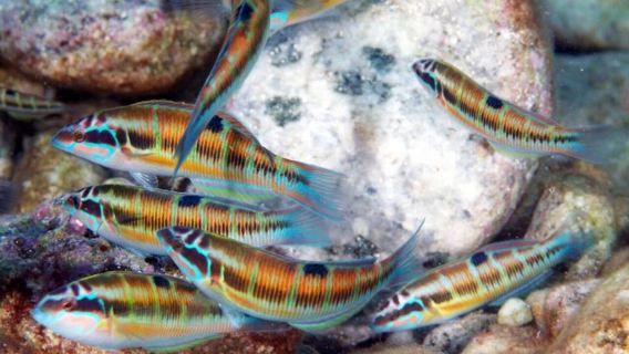 Taormina: Dive-Center-Led Marine Snorkeling Experience