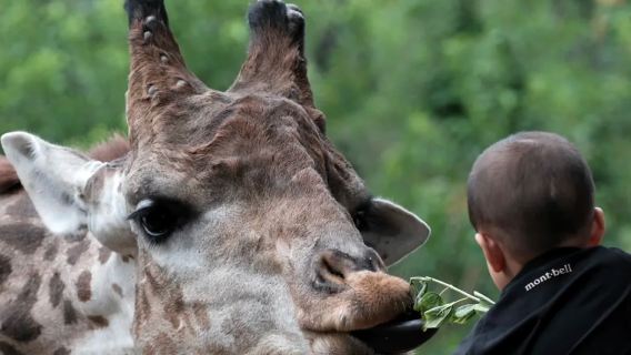 Lawatan sehari Zoo Hidupan Liar Beijing Daxing [Pengangkutan pintu ke pintu untuk satu keluarga ◆ termasuk tiket masuk]