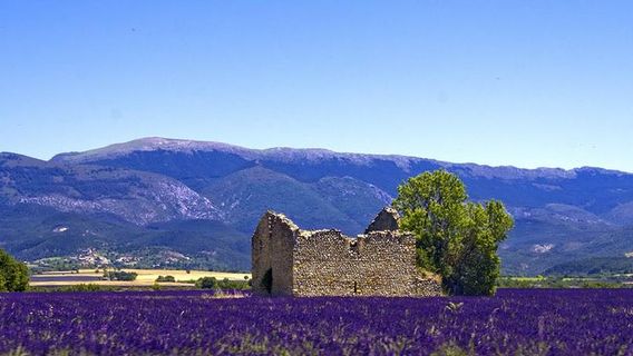 ChateauredonTours