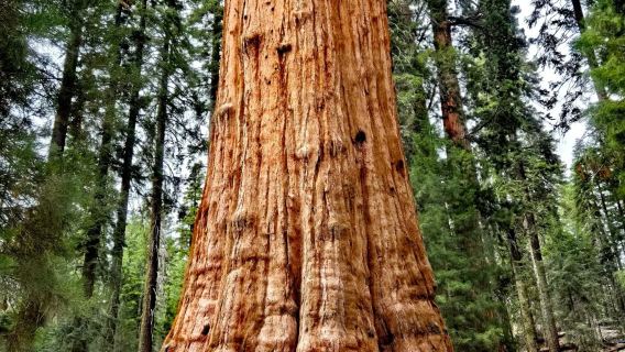 美國洛杉磯%巨杉國家公園/帝王峽谷包車12h【精選老司機】