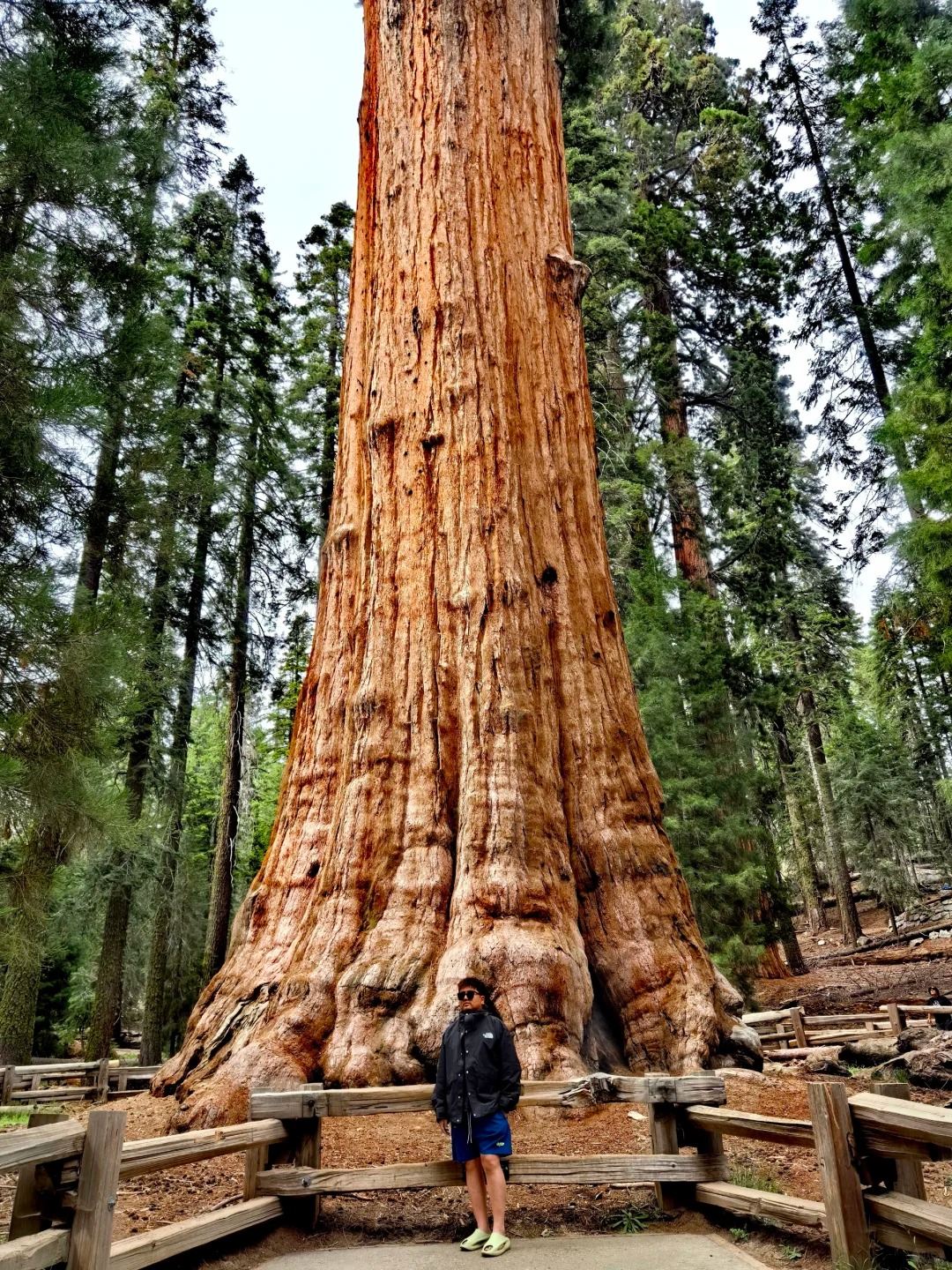 美國洛杉磯%美洲杉國家公園/帝王峽谷包車12h【精選老司機】