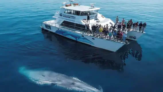 ทัวร์ดูปลาวาฬและโลมาโอ๊คแลนด์ นิวซีแลนด์ - ทริปเรือโอ๊คแลนด์ - พบกับสัตว์ทะเลป่าที่น่าสนใจมากมาย ออกเดินทางง่าย คุ้มค่าเงิน กิจกรรมพิเศษ