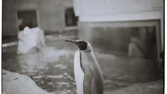 日本札幌來回美瑛青池富良野/可小樽登別北海道多日包車-精選