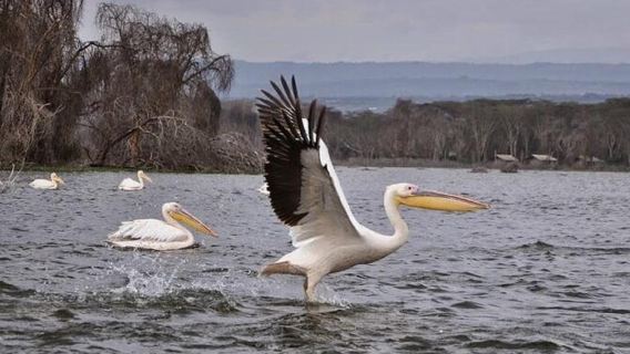 From Nairobi: Day Trip to Hells gate and Lake Naivasha