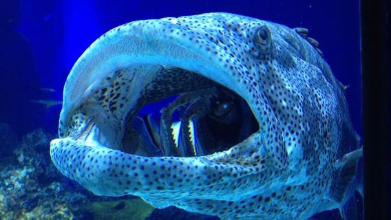 Cairns: Visita guiada al acuario al atardecer con cena de 3 platos