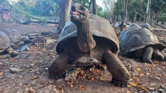 Sansibar: Führung durch Stone Town mit Prison Island