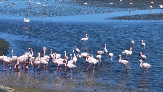 LAWATI TELUK WALVIS DAN SWAKOPMUND: Pengangkutan dan lawatan
