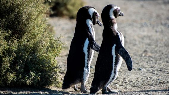 Valdés Peninsula: Full Day Tour with Whale Watching