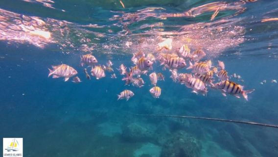 Basseterre: St Kitts 4-uur durende catamaran snorkelcruise & lunch