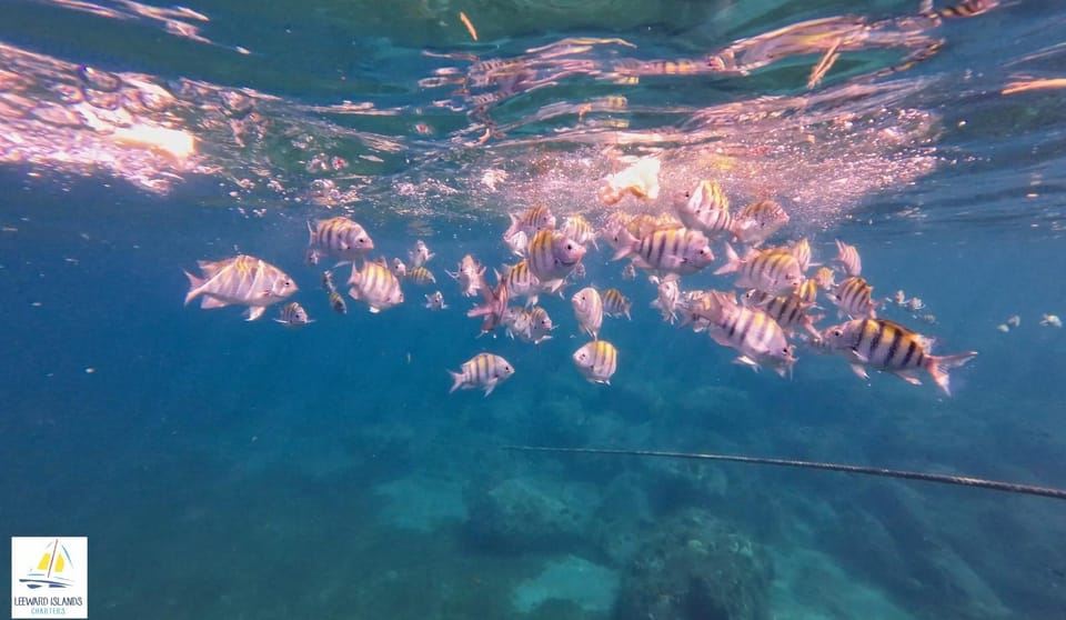 Basseterre: St Kitts 4-hour Catamaran Snorkel Cruise & Lunch