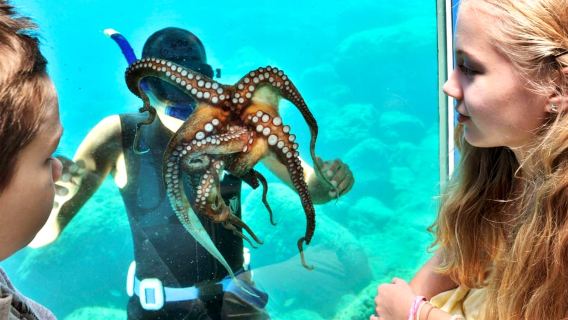 Rhodes Town: Yellow Submarine Cruise with Underwater Views