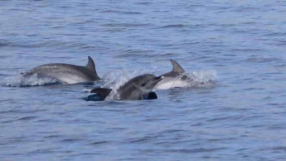 Lanzarote: Pengalaman Safari Laut