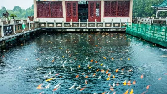 【國慶檔】江湖武漢深度導覽一日遊