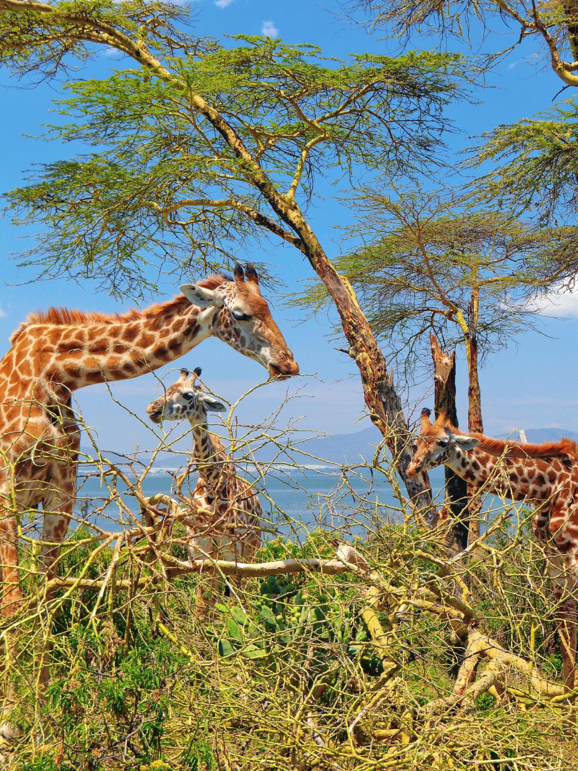肯尼亞內羅畢跟團一日遊【長頸鹿中心+凱倫故居+馬賽市場】