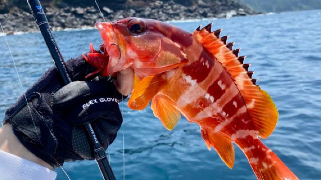 西南線A：海釣看海豚實彈射擊挾才海水浴場休止符小羊肖恩一日遊