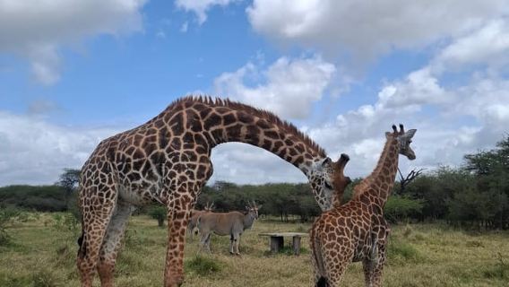 MOMBASA:FortJesus,OldCity,GiraffeOstrich,Oryx,Eland,WildTour