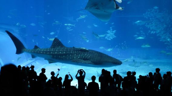 日本沖繩一日遊包車遊玩【中文司機-可定制行程-可接港口】