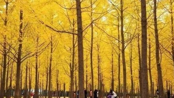 漢陽陵國家考古遺址公園+茂陵+茂陵博物館包車一日遊【漢塬秋韻，雙陵尋古】
