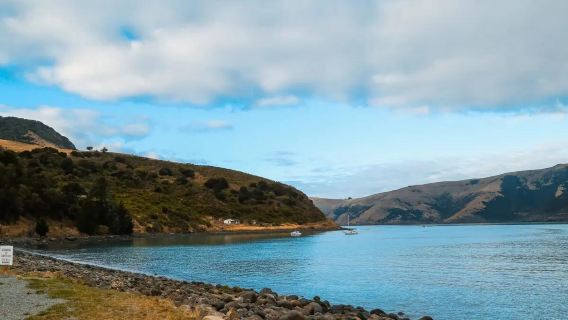 阿卡羅阿海豚之旅+羊駝農場【新西蘭基督城來回包車一日遊】