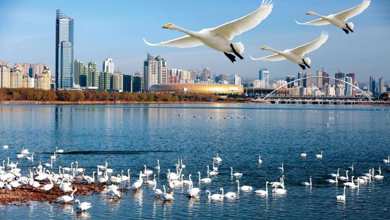 【1天遊3省】河南三門峽天鵝湖+山西永樂宮+陝西潼關古城1日