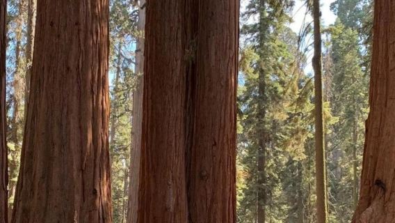 San Francisco - Yosemite National Park + Kings Canyon - Private Charter - Top Pick