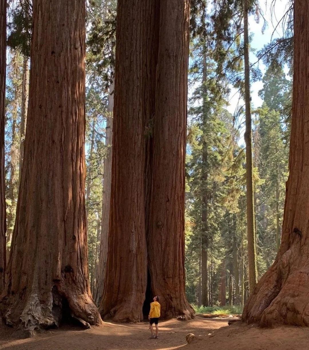 San Francisco - Yosemite National Park + Kings Canyon - Private Charter - Top Pick