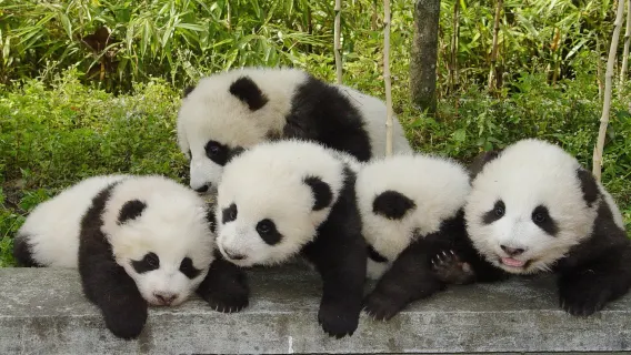 Chengdu One-Day Tour[Private Car]: Mount Qingcheng, Dujiangyan & Cutest Pandas
