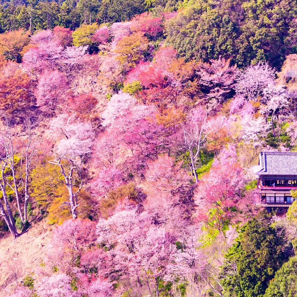 Cherry Blossom Season Limited] 1-day tour to Yoshino Mountain's