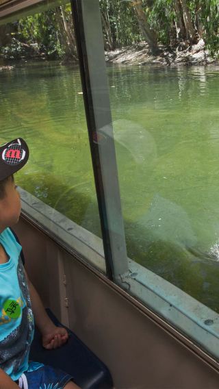 Australia Kuranda + Cable Car + Train + Hartley's Crocodile Adventures Tour [Including Hotel Transfer]