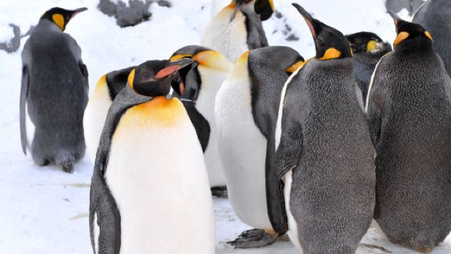 Tour di un giorno allo Zoo di Asahiyama + Stagno Blu + Cascata Shirahige + Terrazza degli Spiriti del Bosco in Hokkaido