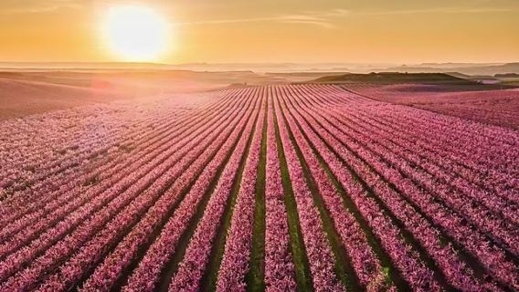 【十里桃林】萊里達雙教堂+艾托納桃鄉+聖胡安觀景台包車一日遊