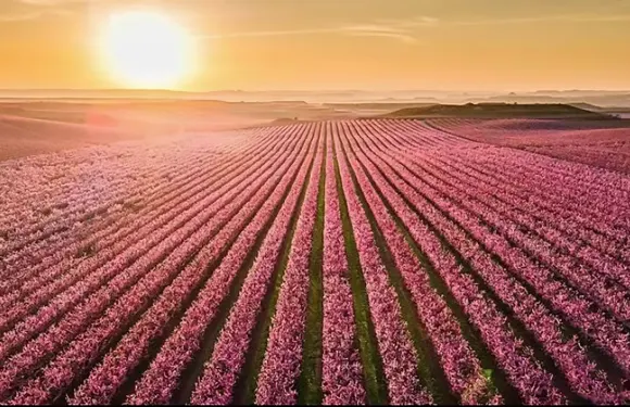 【十里桃林】萊里達雙教堂+艾託納桃鄉+聖胡安觀景台包車一日遊