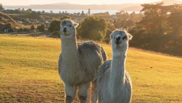 奧克蘭來回：愛歌頌農場+毛利文化村中文包車一日遊