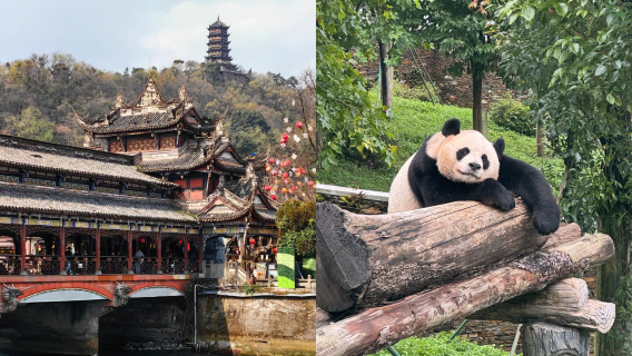 Tour Riêng Có Hướng Dẫn Viên Trong Ngày Tại Khu Bảo Tồn Gấu Trúc Wolong & Đô Giang Yển