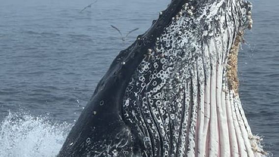 Morro Bay: MORRO BAY WHALE WATCHING at Sub Sea Tours