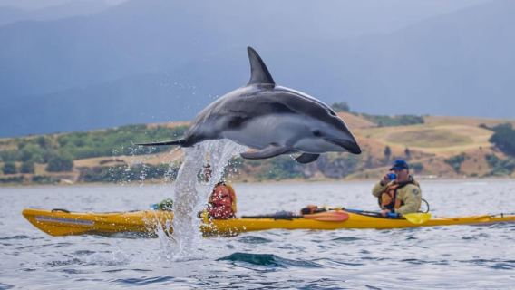 Kaikoura: Half-Day Wildlife Kayaking Tour