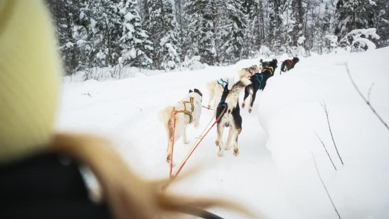 Rovaniemi: 4-5 km Self-Drive Husky Sled Through the Forest