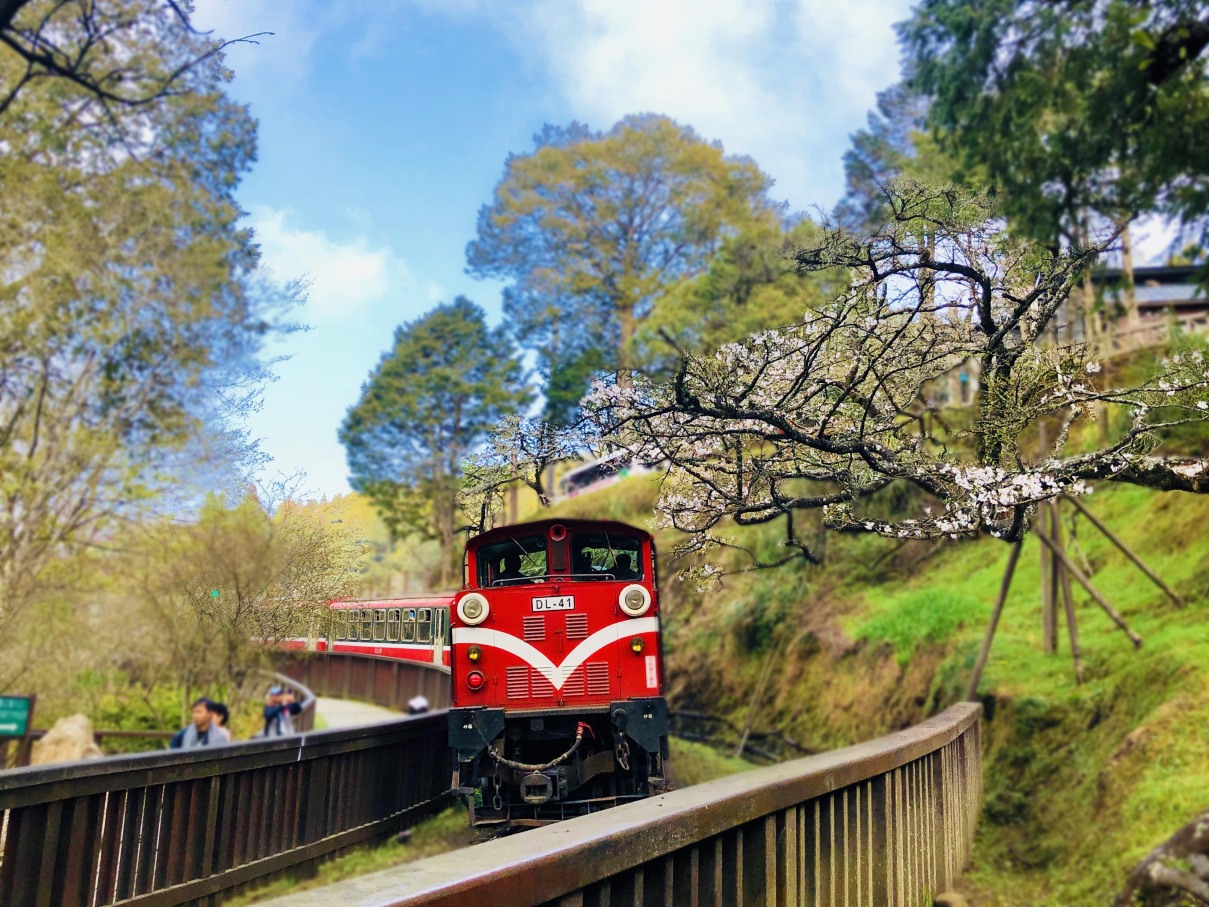 台灣阿里山國家風景區包車一日遊【阿里山或高雄出發】