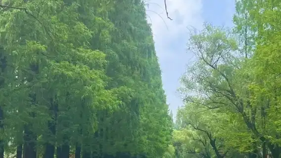 มหาวิทยาลัยทงจี [แนะนำ · นักศึกษามหาวิทยาลัยทงจี] รวม ล่าม/การจอง/การแบ่งปันชีวิตในมหาวิทยาลัย