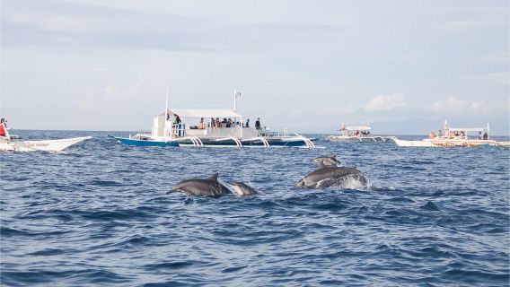 Bohol: escursione di un giorno con osservazione dei delfini, snorkeling a Balicasag e snorkeling a Napaling