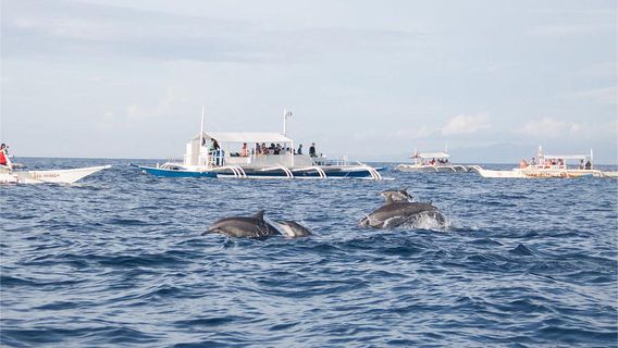 Bohol IslandExperiences