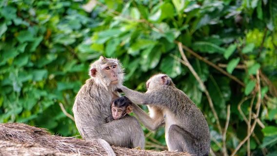Tour privado de Ubud: excursión de un día