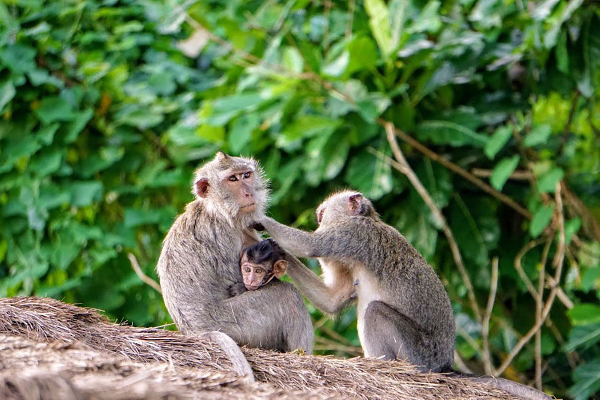 프라이빗 우붓 일일 투어