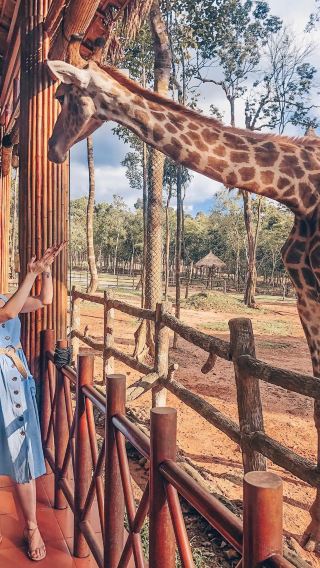 Vinpearl Safari Phu Quoc admission ticket + hotel pickup