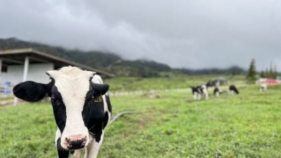馬來西亞沙巴神山豪華一日遊