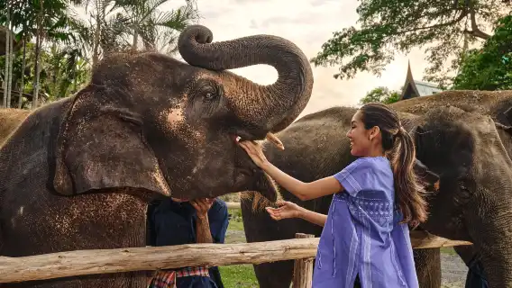 【暢遊曼谷大象營】親密接觸大象，餵食嬉水樂無窮！